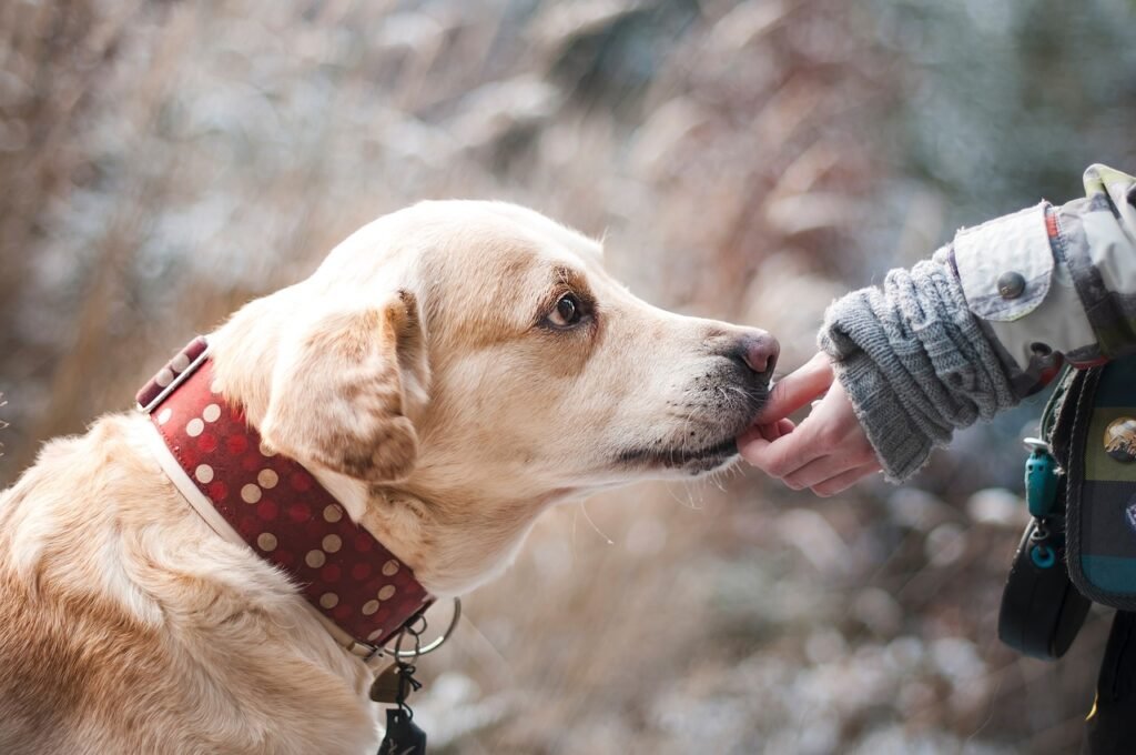 Sympathy Gifts For Dogs